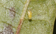 Aphelinidae