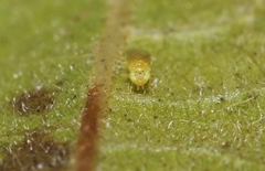 Aphelinidae