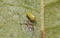Aphelinidae