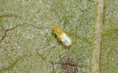 Aphelinidae