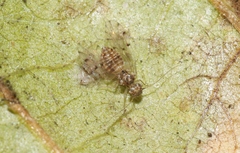 Ectopsocus californicus