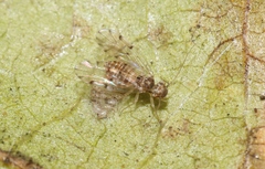 Ectopsocus californicus