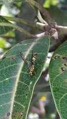 Polybia fastidiosuscula