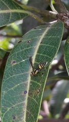 Polybia fastidiosuscula