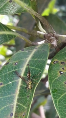 Polybia fastidiosuscula