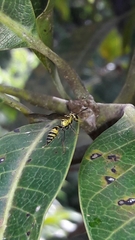 Polybia fastidiosuscula