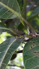 Polybia fastidiosuscula