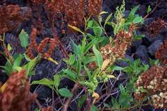 Rumex skottsbergii