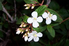 Heterocentron subtriplinervium