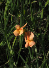Lathyrus hierosolymitanus