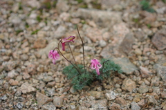 Dicentra peregrina