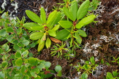 Rhododendron aureum