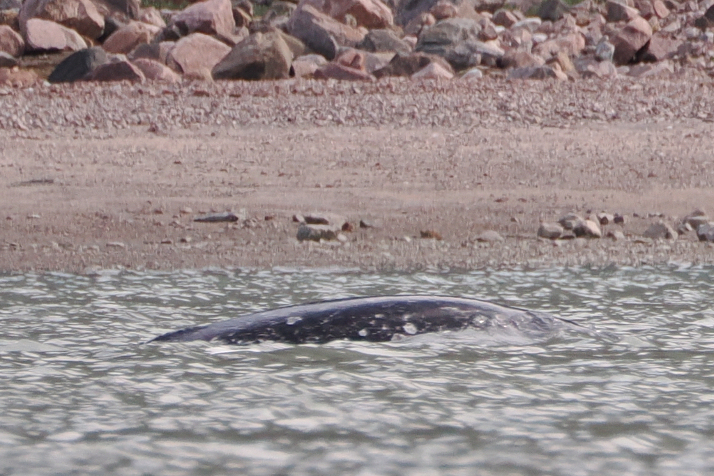 Spotted grey narwhal back at the surface near the shore, Nunavut