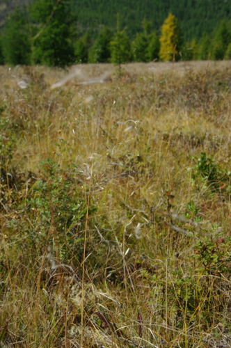 Stipa alpina iNat (1)