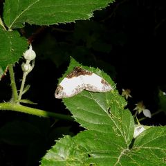 Mesoleuca albicillata