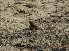Sceloporus variabilis marmoratus
