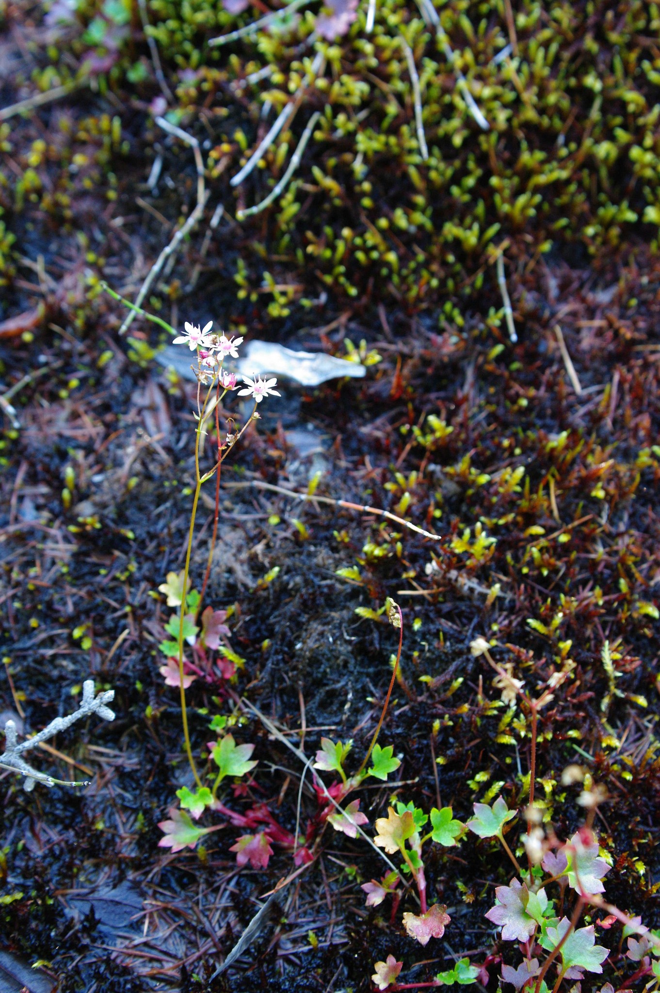 Micranthes nudicaulis