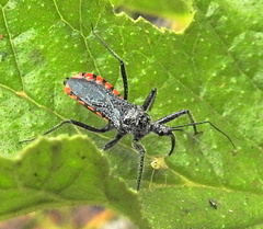 Rhynocoris tristis