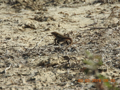 Sceloporus variabilis marmoratus