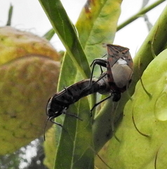 Spilostethus pandurus elegans