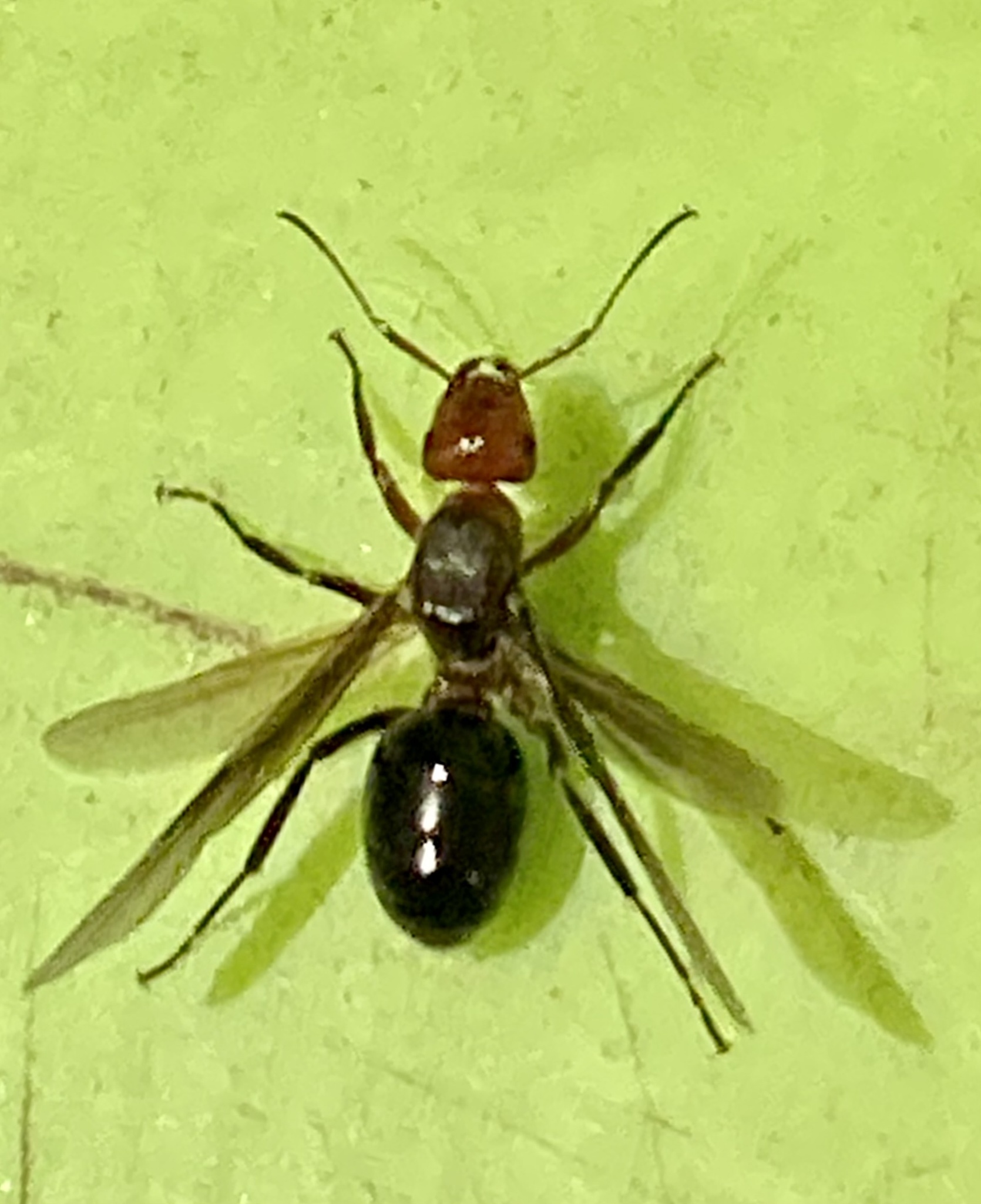 Formica planipilis