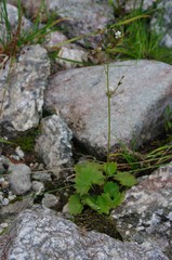Micranthes nelsoniana aestivalis