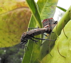 Spilostethus pandurus elegans