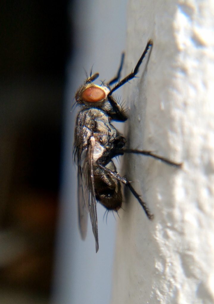 Calyptrate Flies
