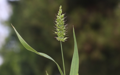 Setaria adhaerens