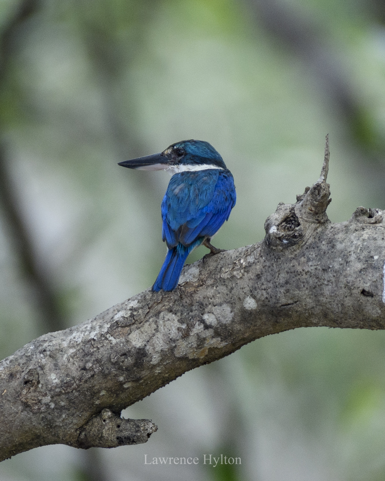Collared Kingfisher