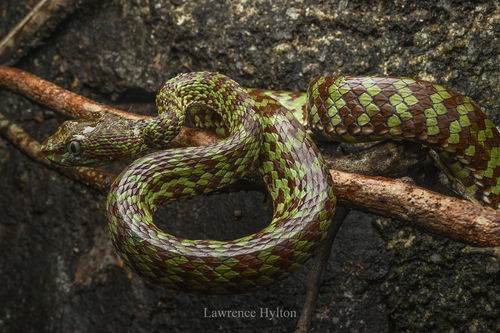 Beautiful Pitviper