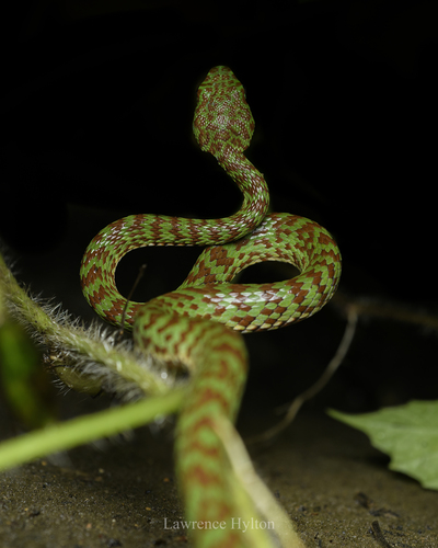 Beautiful Pitviper