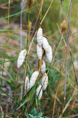 Brephulopsis cylindrica