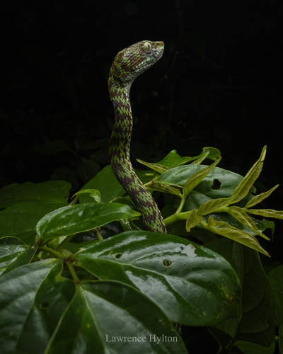 Beautiful Pitviper