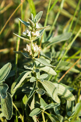 Marrubium peregrinum