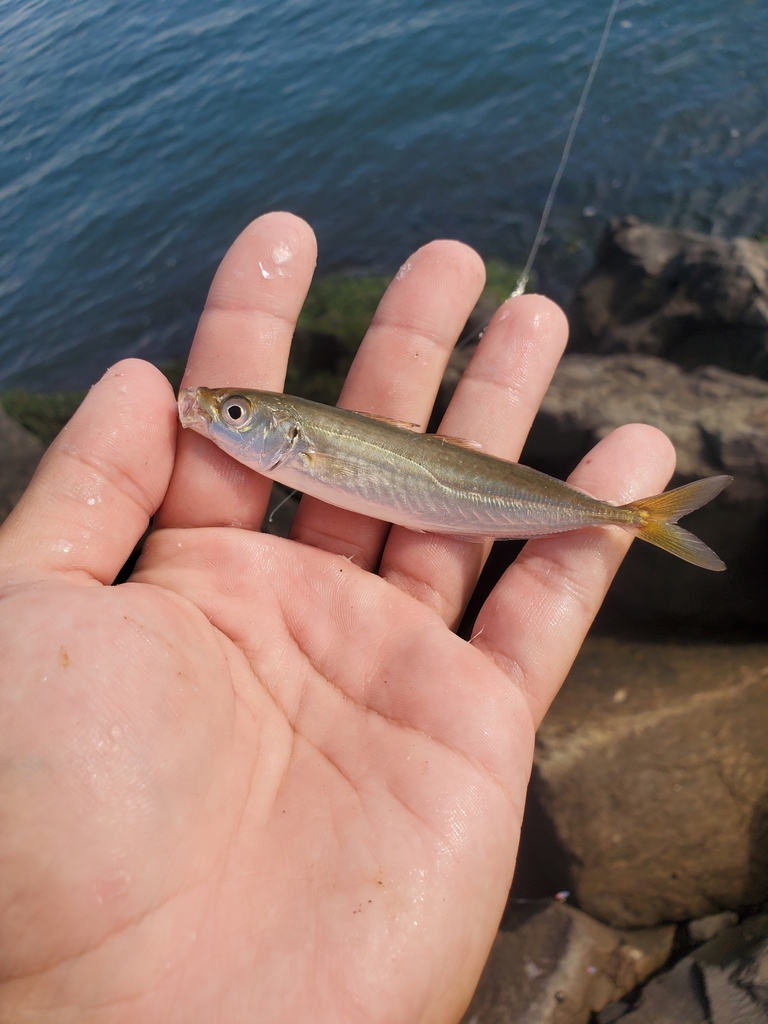 Cigar Minnow in August 2023 by Drew · iNaturalist