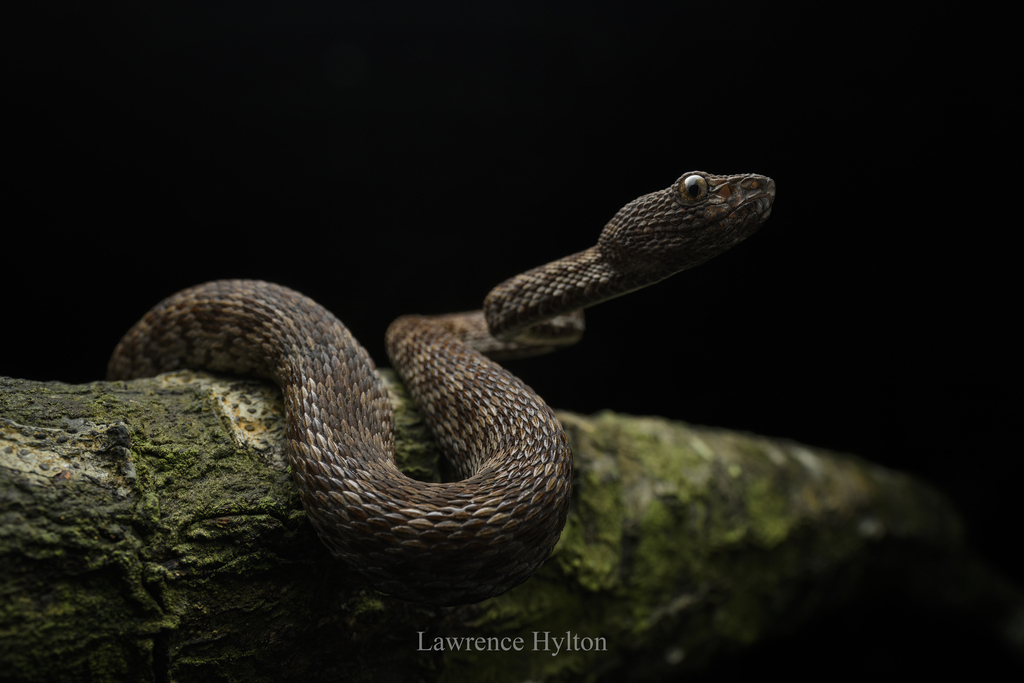 Mangrove Pit Viper