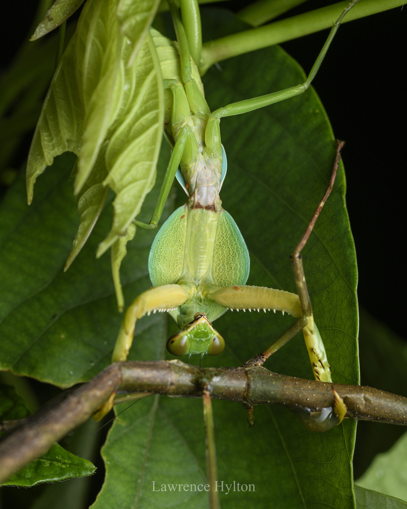 Rhombodera in July 2023 by Lawrence Hylton. consuming a stick insect