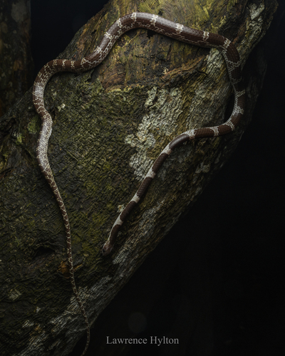 Blanford's Bridal Snake (Bridle Snake), Lycodon davisonii