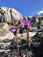 Mairia coriacea