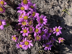 Mairia coriacea