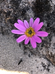 Mairia coriacea