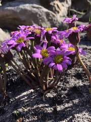 Mairia coriacea