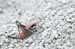 Pholidoptera pustulipes