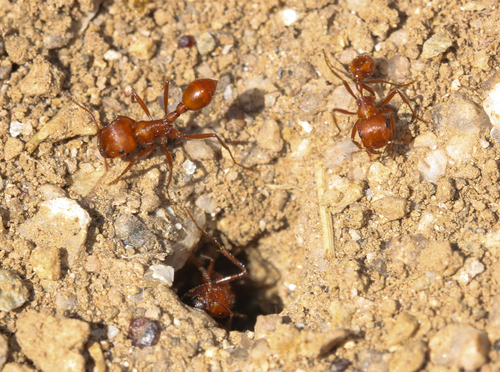 Maricopa Harvester Ant