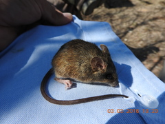 Reithrodontomys fulvescens