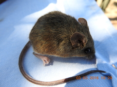 Reithrodontomys fulvescens