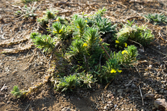 Ajuga chamaepitys chia