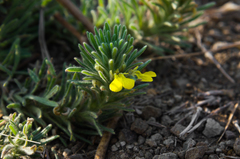 Ajuga chamaepitys chia