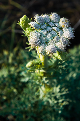Seseli gummiferum